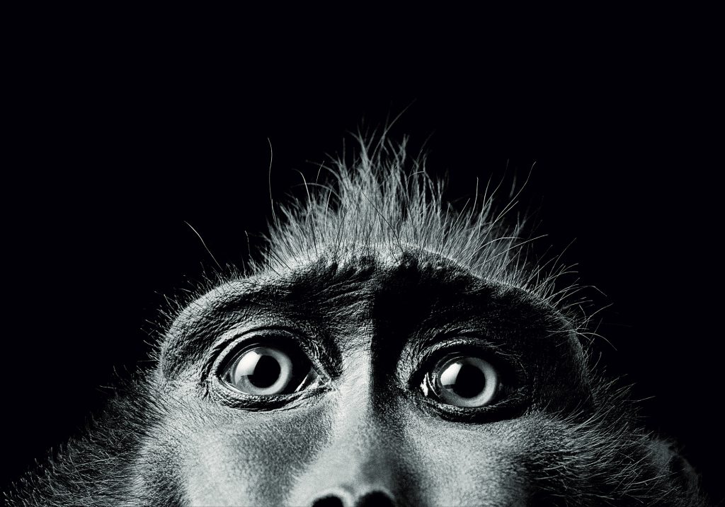 Tim Flach. Emocións en perigo